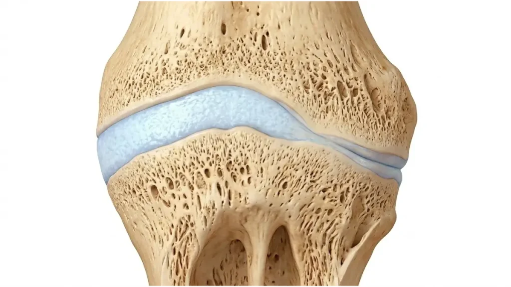 骨端線（成長軟骨板）が閉鎖しつつある長管骨の高解解剖学的な写真。
